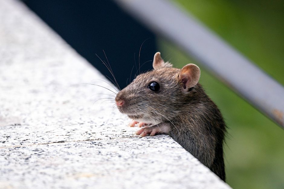 Rodents — Rat Droppings vs Mouse Droppings: Key Differences and