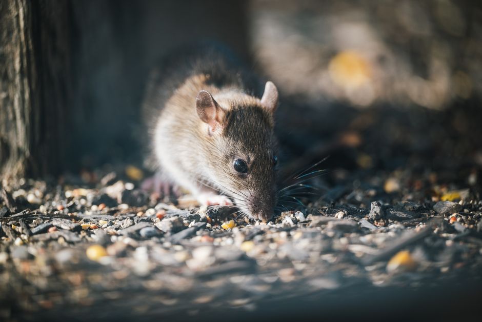 Rodents — Effective Strategies for Rodent Control