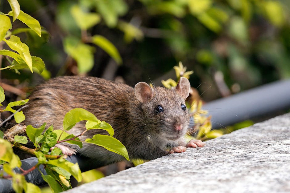 Rodents — Effective Strategies for Rodent Control