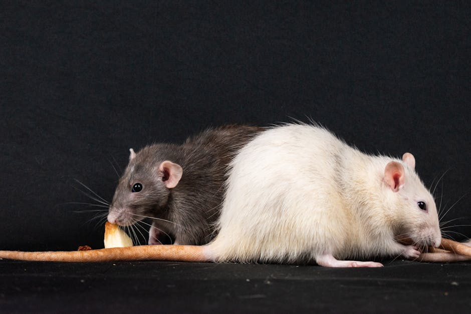 Rodents — Rodent Infestation Warning Signs Every Homeowner Should Know