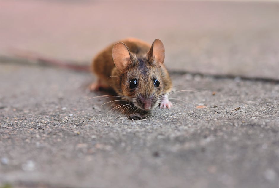 Rodents — Rodent Infestation Warning Signs Every Homeowner Should Know