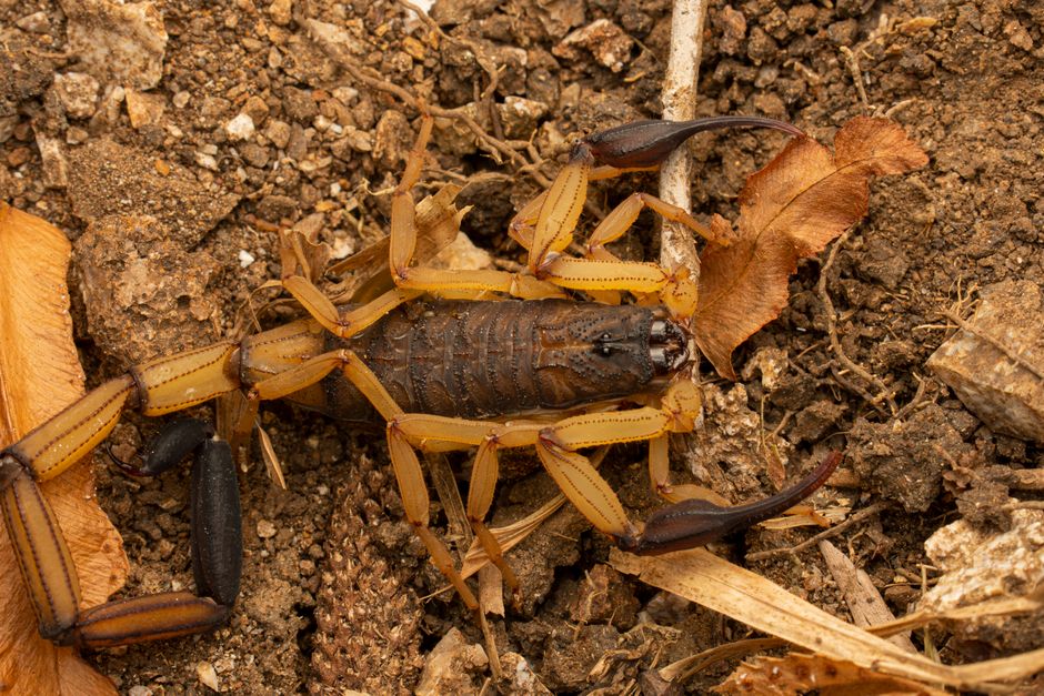 Spiders And Scorpions — Scorpion Season: What Homeowners Need to Know