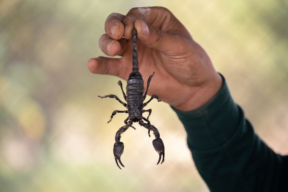 Spiders And Scorpions — Scorpion Season: What Homeowners Need to Know