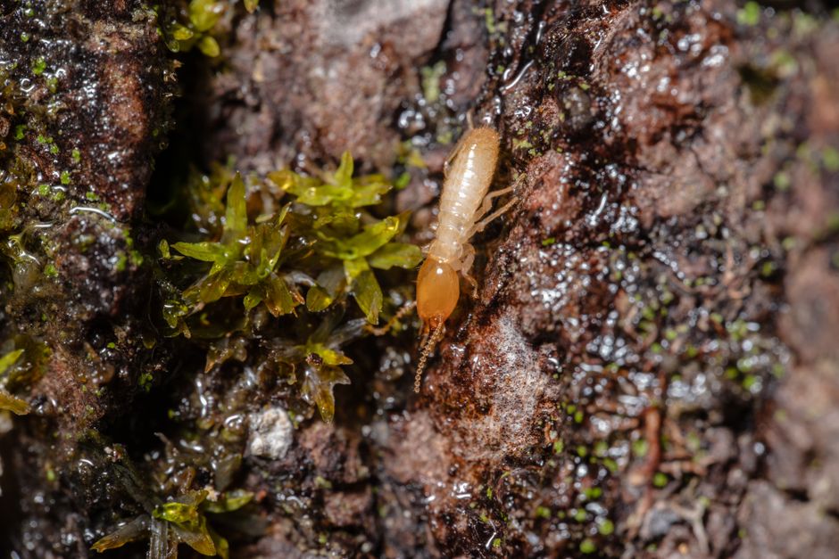 Termites — How to Read the Signs of a Termite