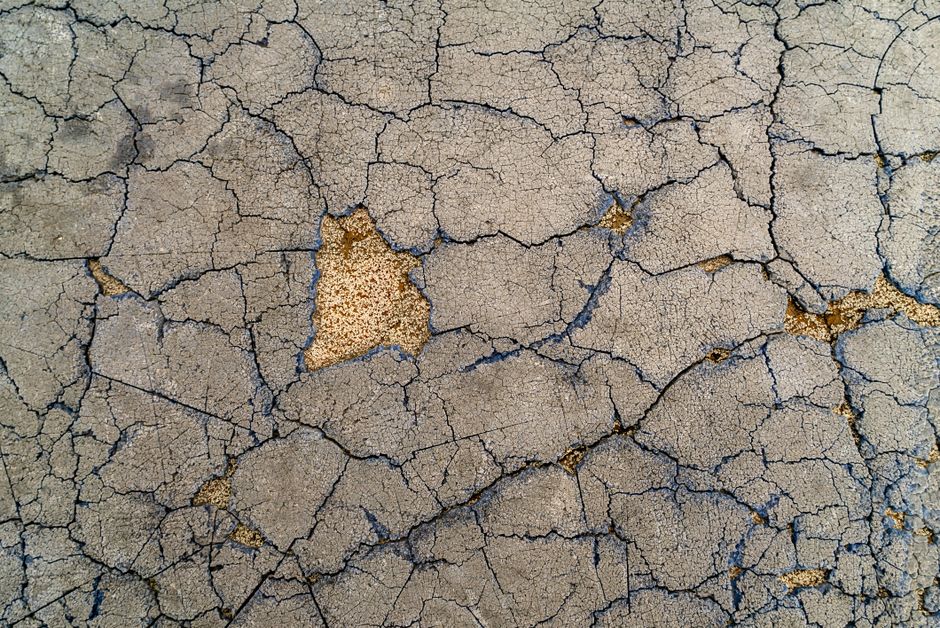 Termites — How to Read the Signs of a Termite