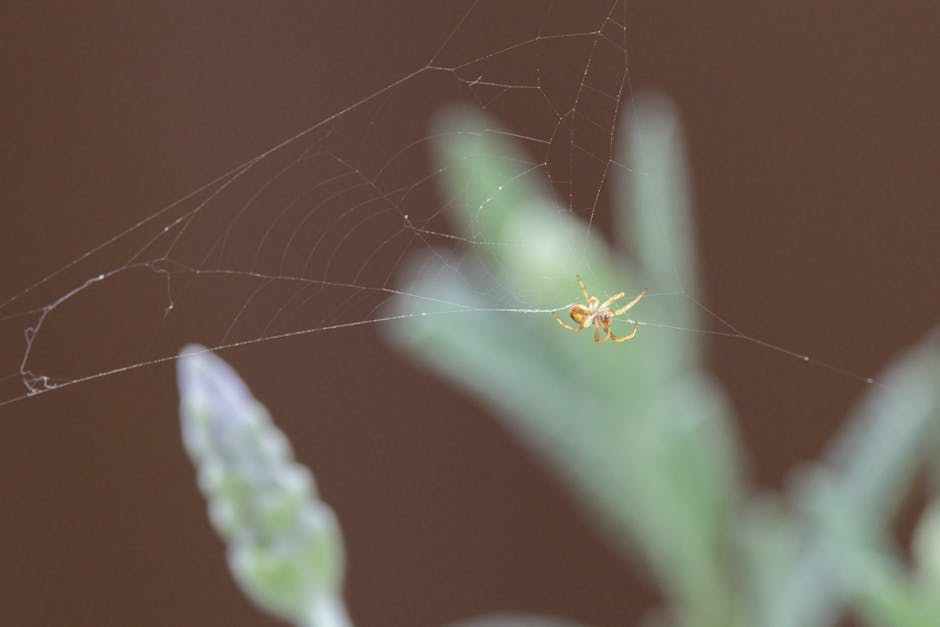 Spiders And Scorpions — Managing Spiders and Other Nuisance Pests