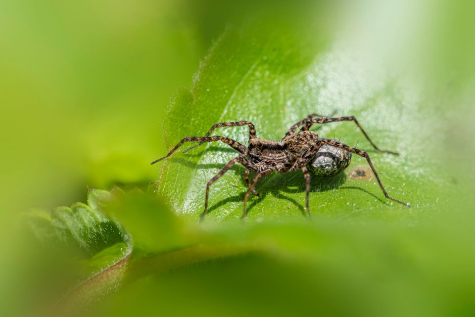 Spiders And Scorpions — Managing Spiders and Other Nuisance Pests
