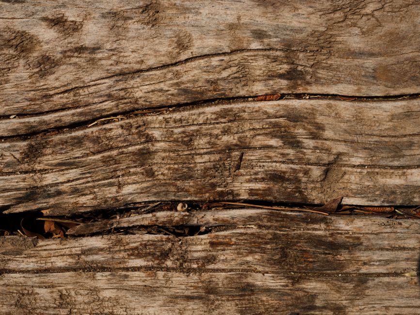 Termites — Subterranean Termites vs Drywood Termites: How to Identify