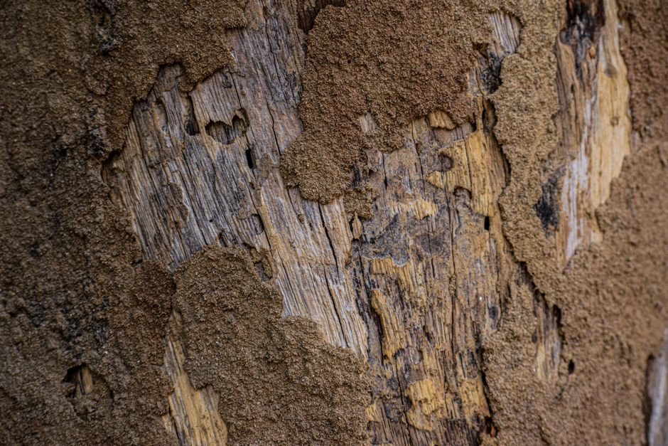 Termites — Your Essential Termite Inspection Checklist for Homeowners
