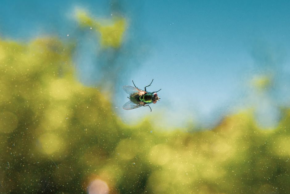 Other Pests — Tiny Black Bugs in Your Bathroom: What They