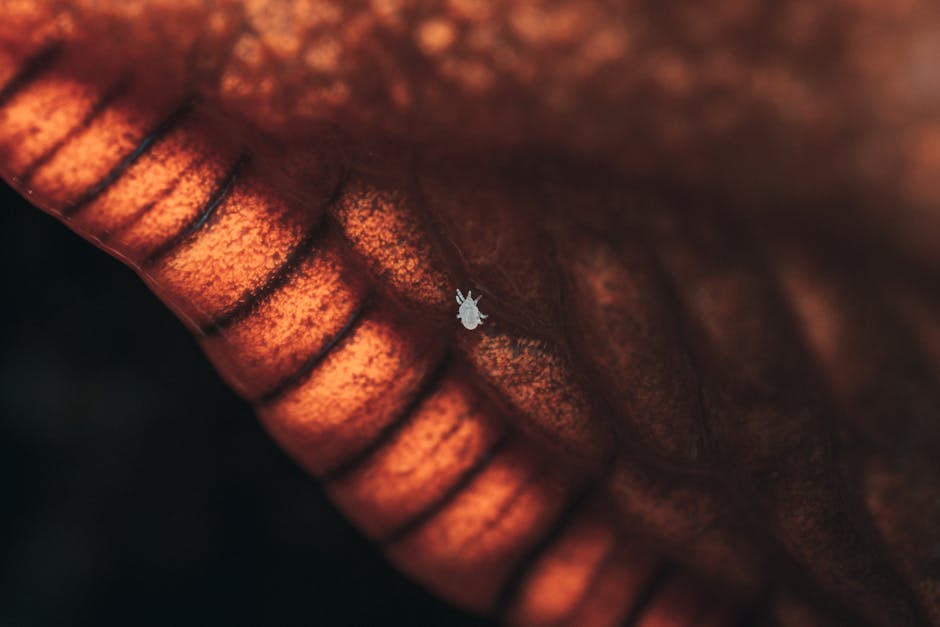 Bed Bugs — Tropical Bed Bugs: Identification & Treatment Guide (2026)