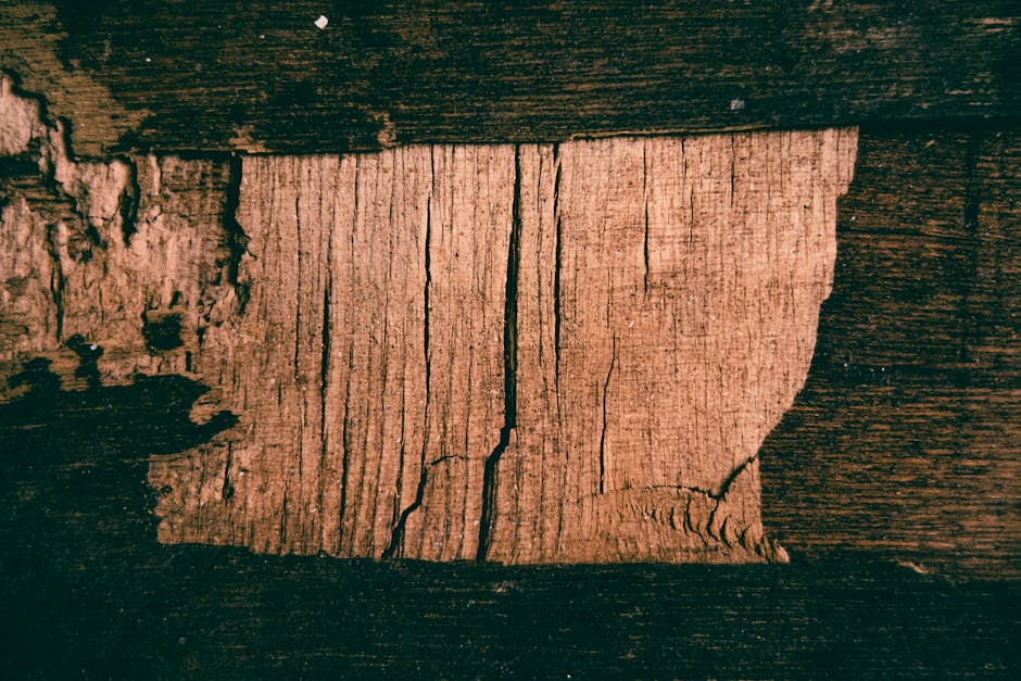 Termites — What Attracts Termites to Your House: A Comprehensive