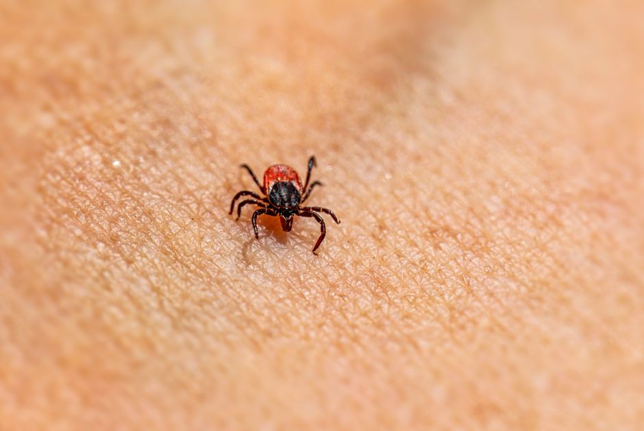 Other Pests — What Bit Me at Night? Identifying Mystery Bites