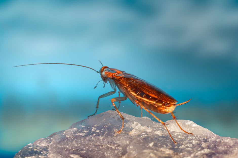 Cockroaches — American Cockroach vs German Cockroach: Key Differences and