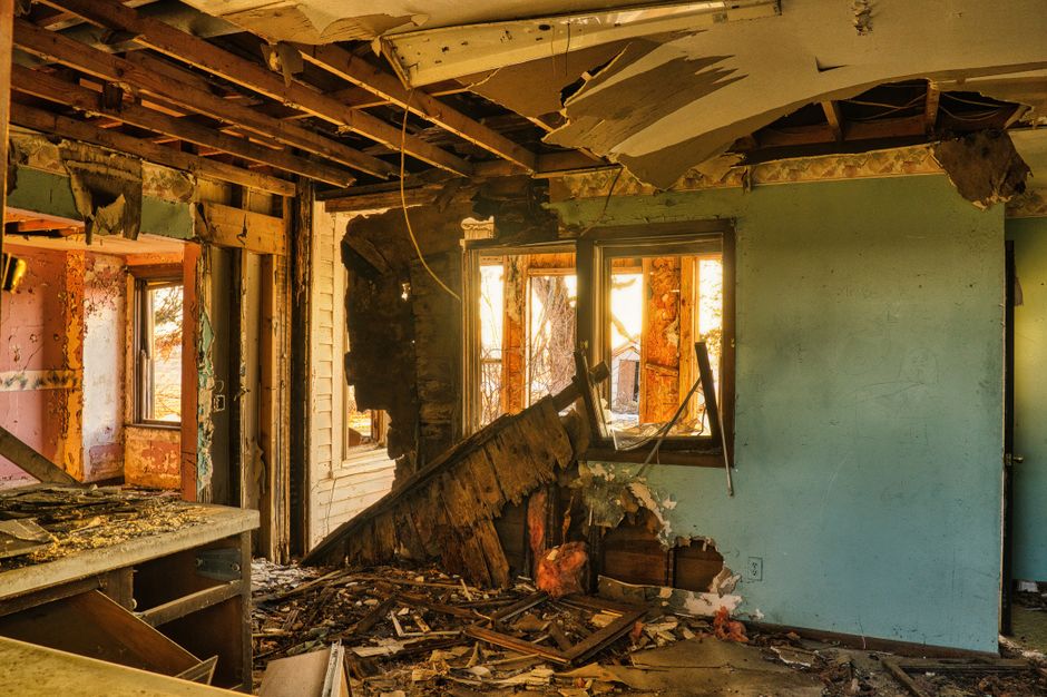 Termites — Carpenter Ants vs Termites: How to Tell the