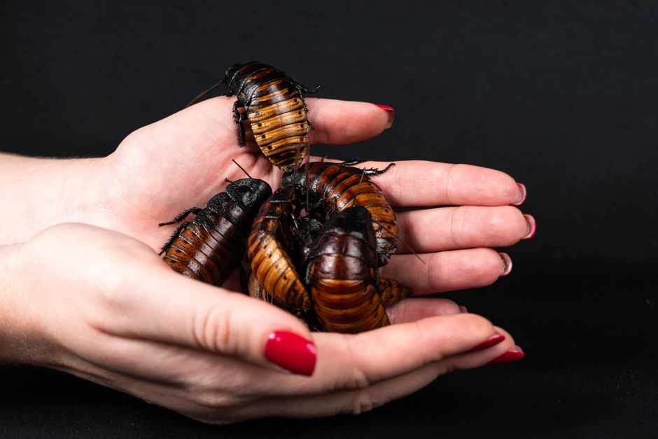 Cockroaches — Cockroach Egg Cases: What They Look Like and