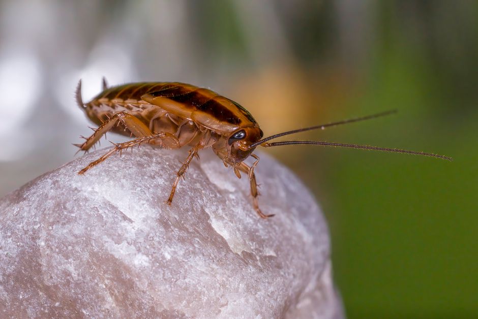 Cockroaches — 7 Proven Ways to Get Rid of Cockroaches