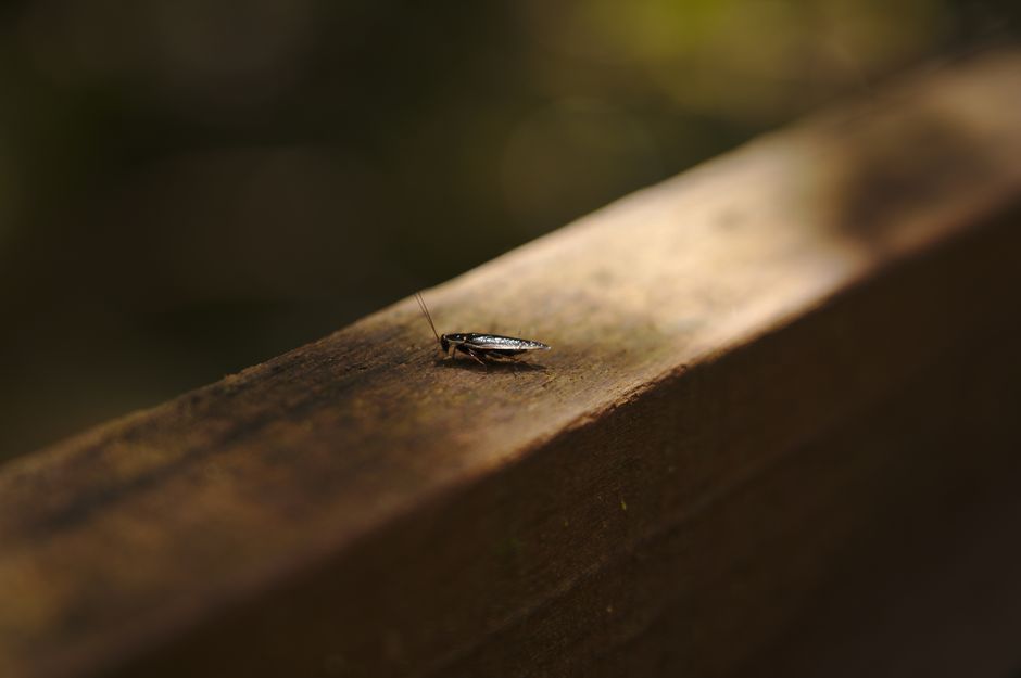 Cockroaches — How to Keep Cockroaches Out of Your Kitchen