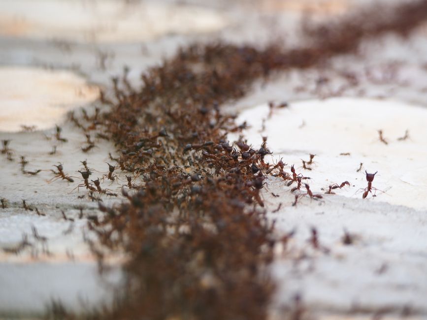 Other Pests — Fire Ant Stings: First Aid, Treatment, and When
