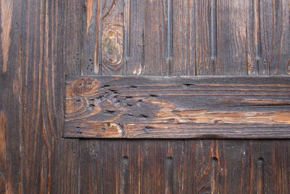 Termites — Flying Ants vs Termites: How to Tell the