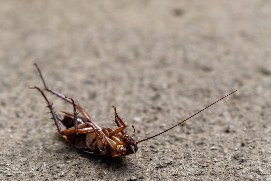 Cockroaches — German Cockroach Identification Signs: Spotting the Differences from