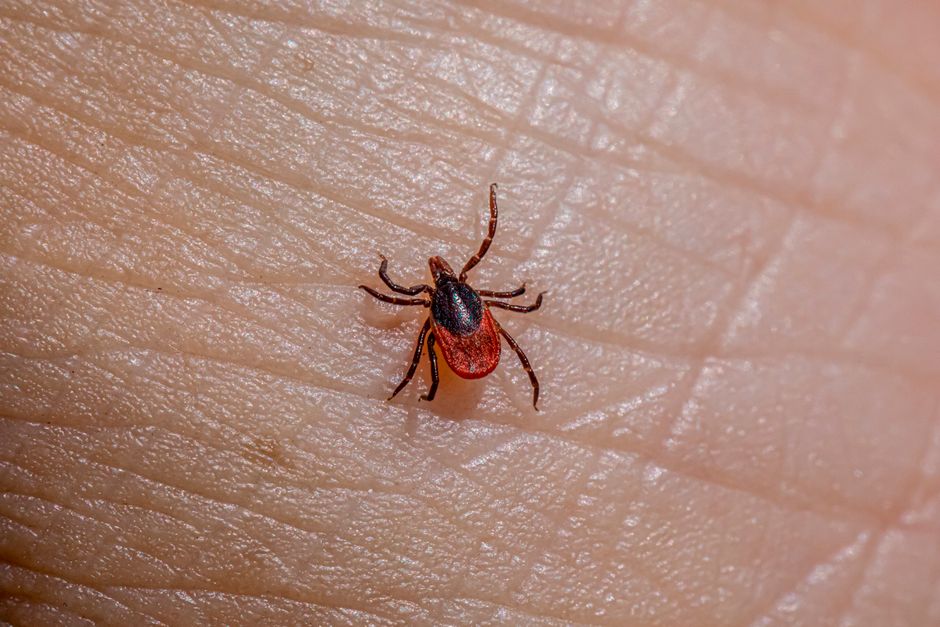 Other Pests — What Bit Me at Night? Identifying Mystery Bites