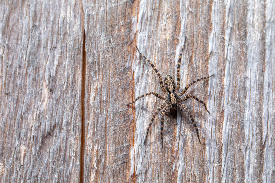 Spiders And Scorpions — How to Keep Spiders Out of Your Garage