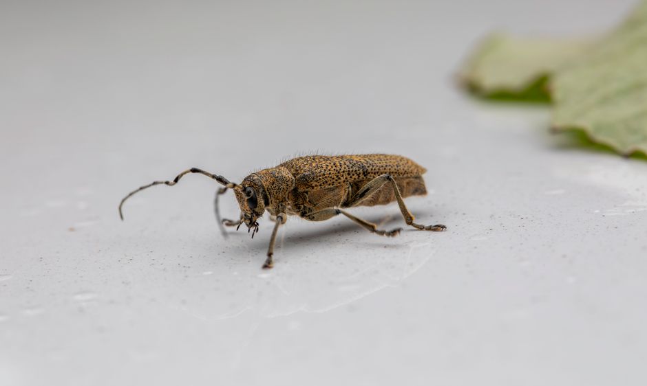 Cockroaches — Mouse Droppings or Roach Droppings: How to Tell
