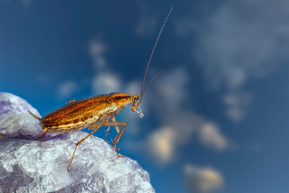 Cockroaches — Mouse Droppings or Roach Droppings: How to Tell