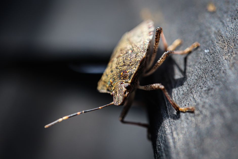 Pest Prevention — Natural Pest Control That Works: Debunking Myths and