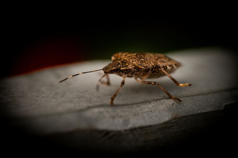 Pest Prevention — Natural Pest Control That Works: Debunking Myths and