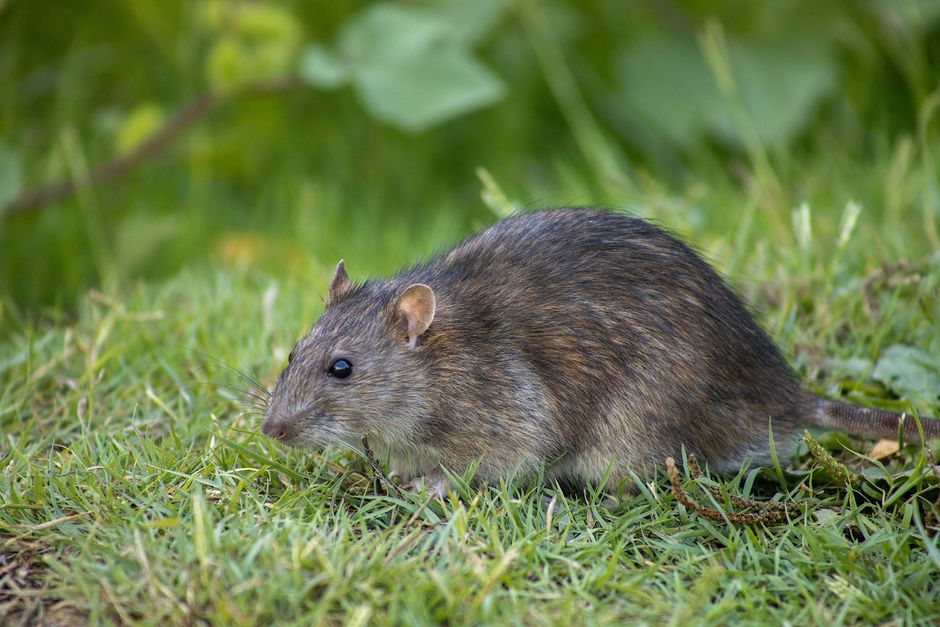 Rodents — Norway Rat vs Roof Rat: How to Tell