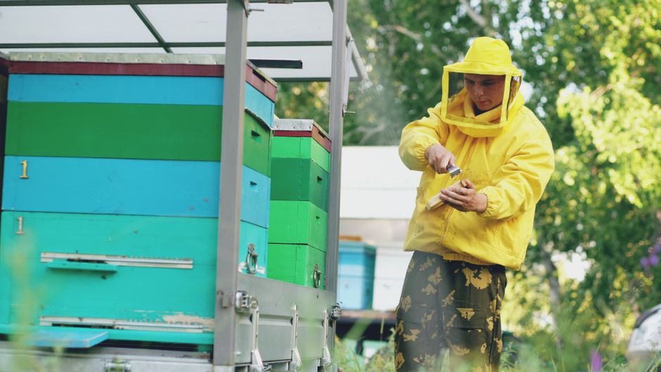 Other Pests — Pest Identification for Renters: What to Do When