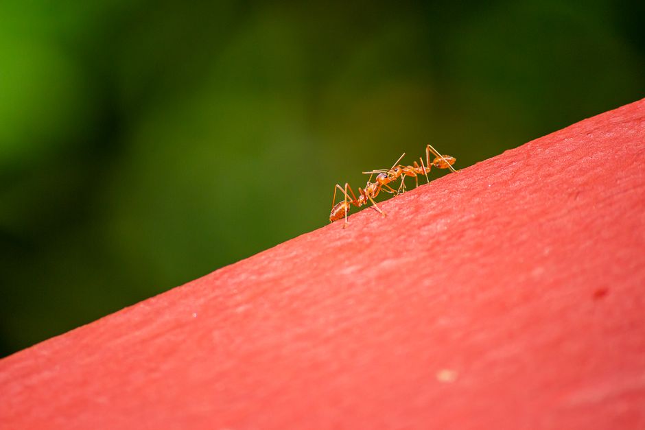 Other Pests — Pharaoh Ant Elimination: The Hospital Pest That’s Harder