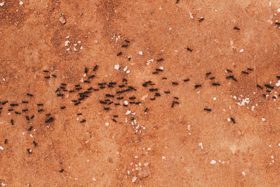 Other Pests — Pharaoh Ant Elimination: The Hospital Pest That’s Harder