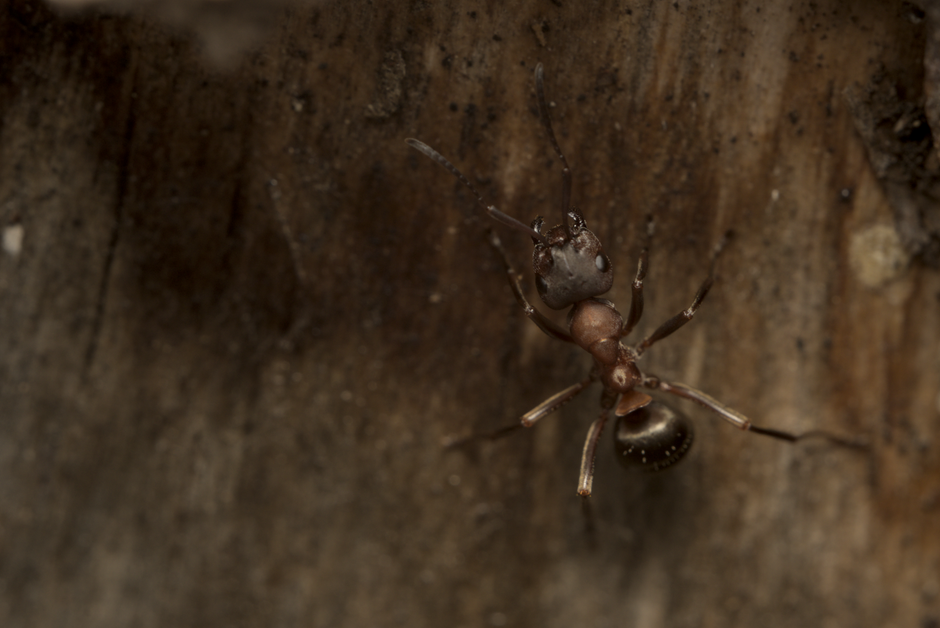Other Pests — Pharaoh Ant Elimination: The Hospital Pest That’s Harder
