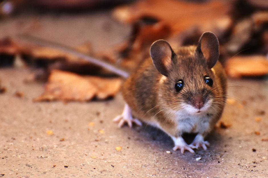 Rodents — Rat Droppings vs Mouse Droppings: Key Differences and