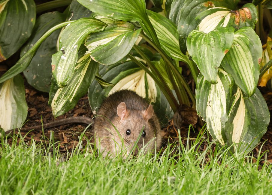 Rodents — Scratching in Walls at Night: What Pest Is