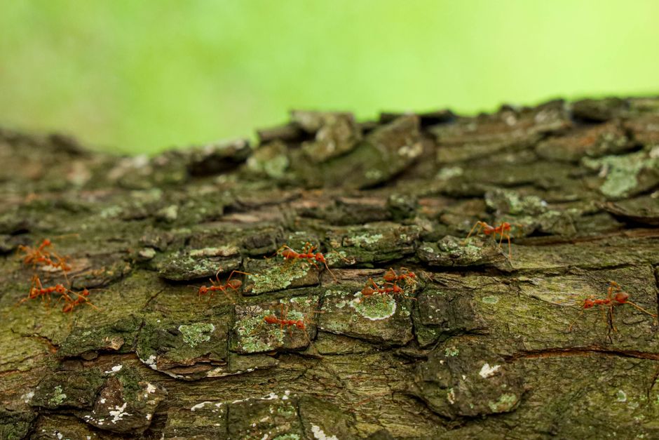 Other Pests — Ant Trails in Home: What They Mean &