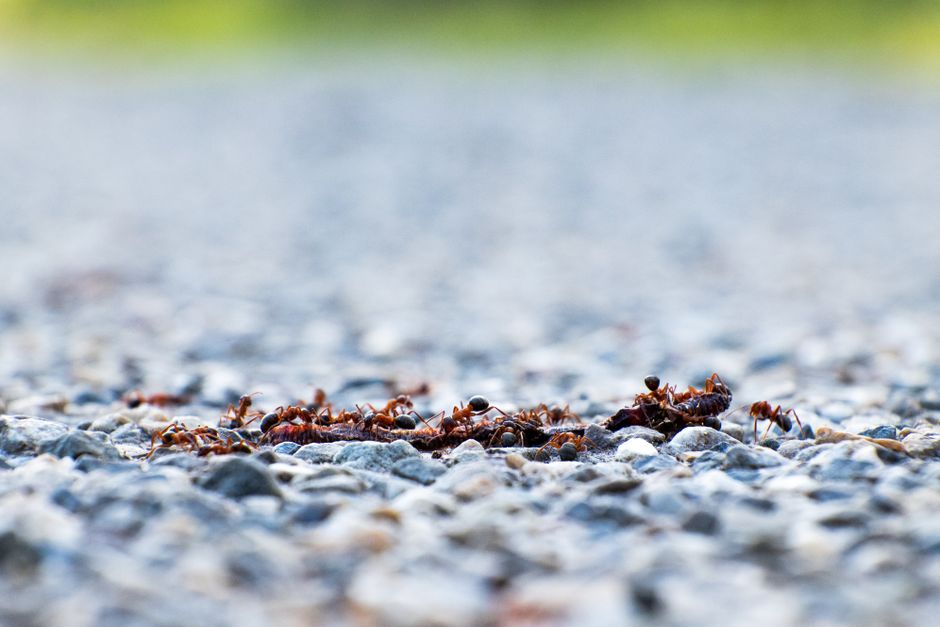 Other Pests — Argentine Ant Control: Why They’re Hard to Kill