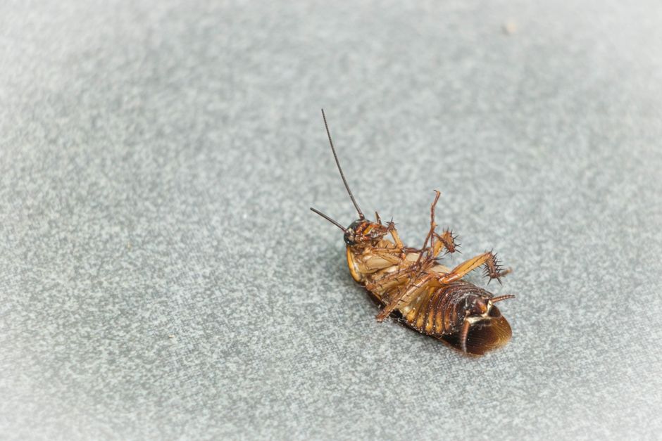 Cockroaches — Cockroaches in Clean Home: Why They Appear Anyway