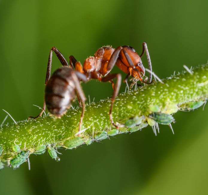 Other Pests — Landlord Pest Control Responsibilities: What Tenants Need