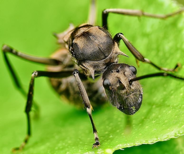 Other Pests — Pavement Ant Control Driveway: A Homeowner’s Guide