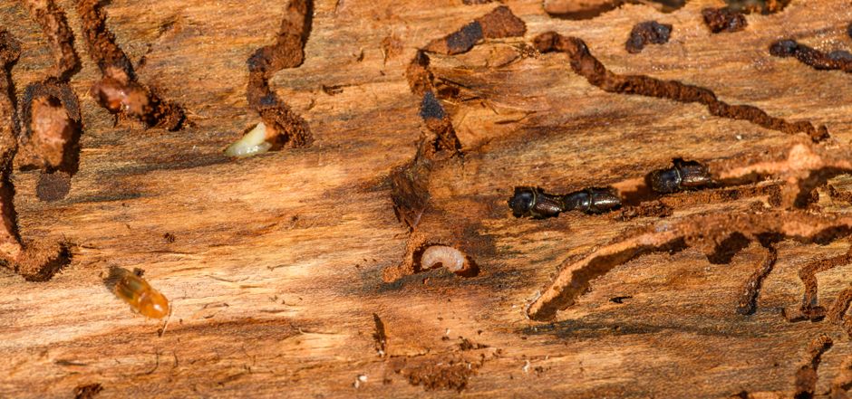 Termites — Termite Frass Identification: What It Looks Like and