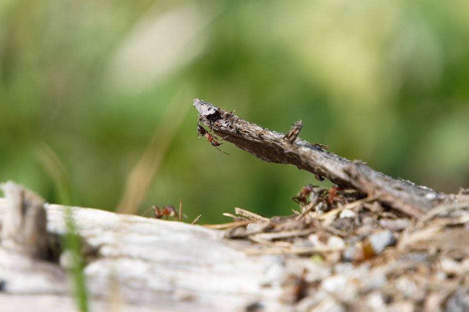 Other Pests — Why Do Ants Keep Coming Back? Break the
